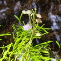 Utricularia uliginosa Vahl